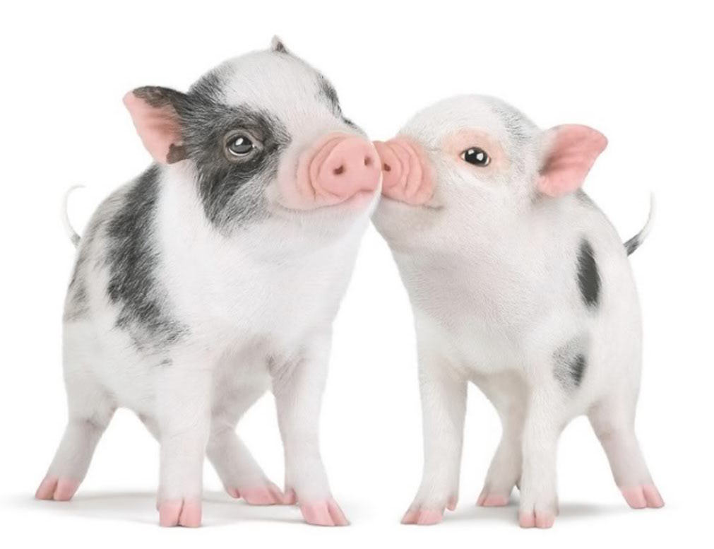 cute piglets