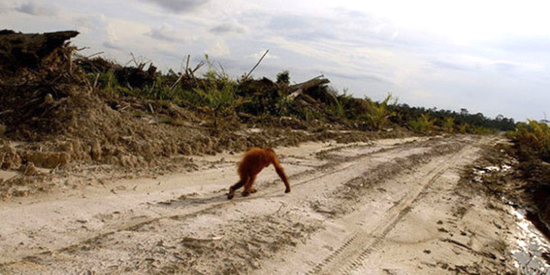 ORANGUTAN destroyed forest
