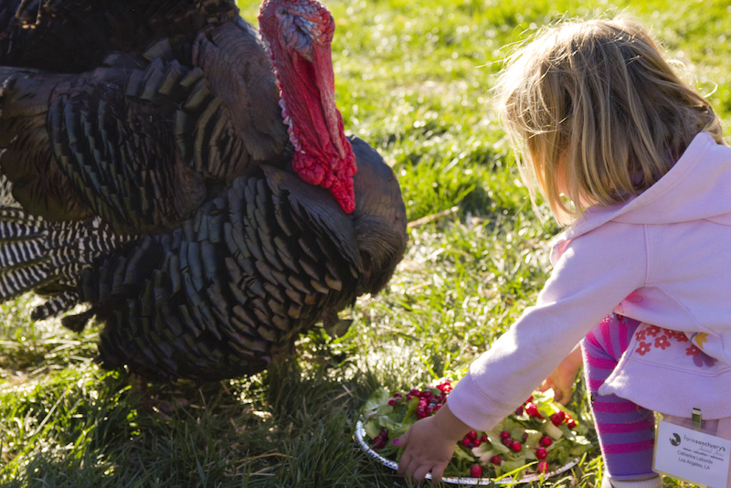 little girl feeding a turkey