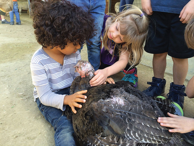 kids petting rescued turkey