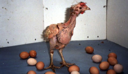 What's Wrong with Eggs